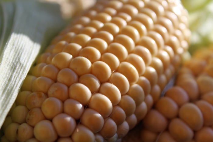 corn-on-the-cob-1712739_1920