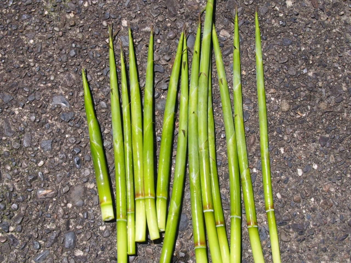 夏に収穫できる 笹の子の採集方法とレシピ アウトドアハッカー