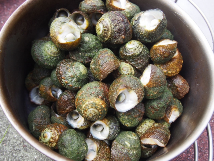 海辺キャンプにおすすめ 磯の食べられる貝 レシピを紹介 アウトドアハッカー