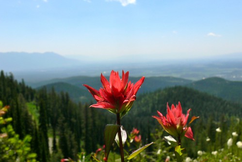 探してみよう！夏山で見られる癒しの野花