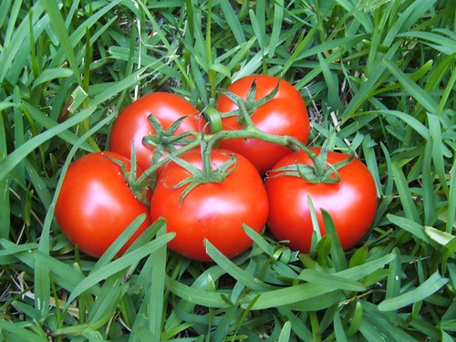 栄養ギッシリ！トマトの魅力＆簡単アウトドアレシピ