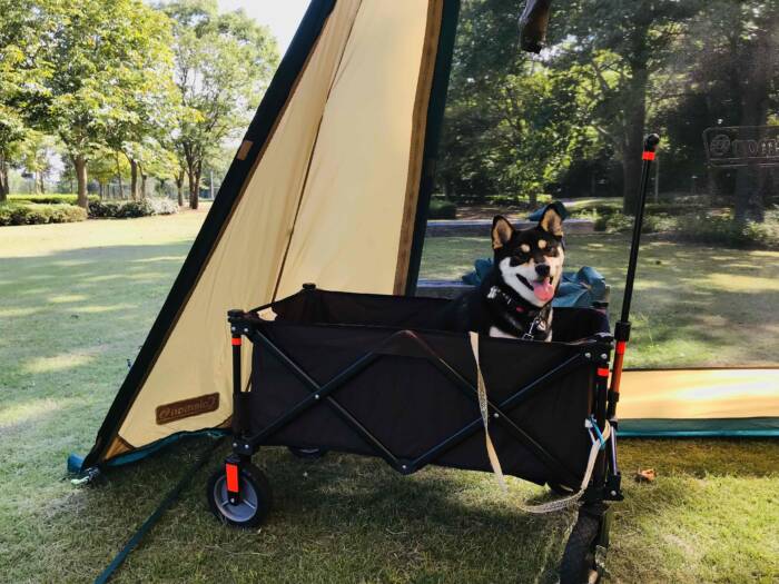 愛犬と夏キャンプ！安全・快適に過ごすためのポイントは？