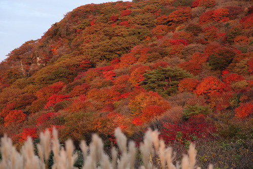 ついつい見とれてしまう！秋の山を彩る樹木たち9種